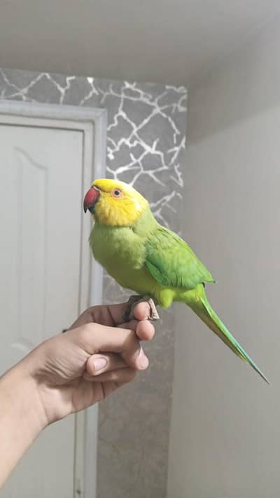 green ring neck 1