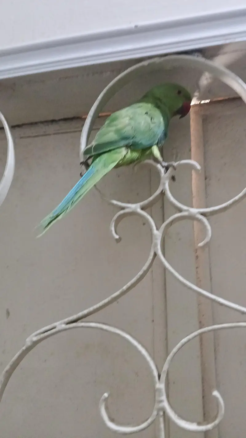 green ring neck 1 — photo 2