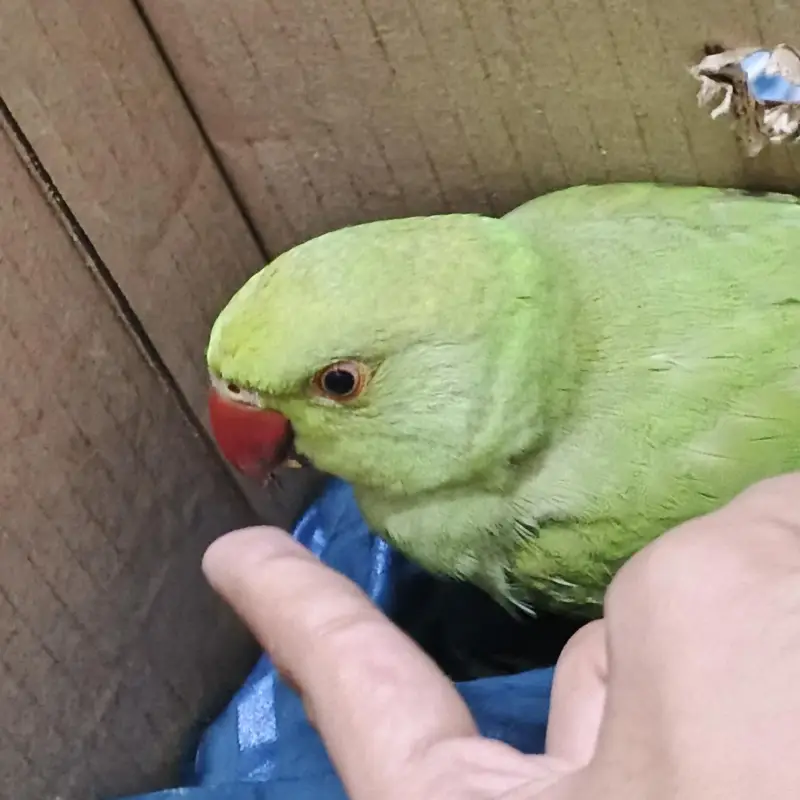 green ring neck 1 — photo 3