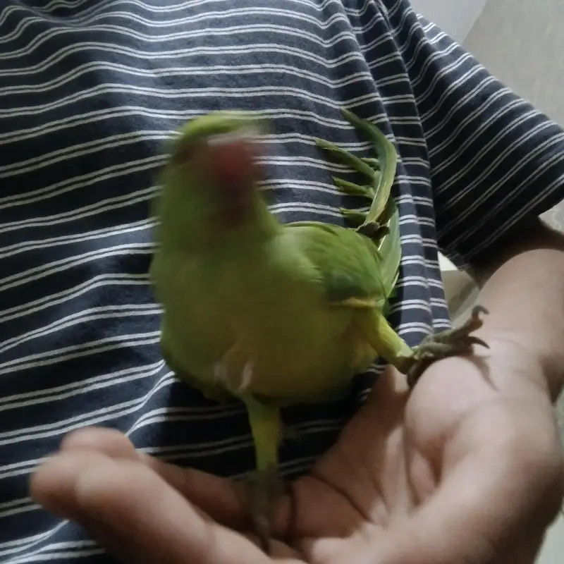 green ring neck 1 — photo 5