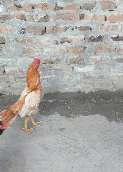 Aseel sontol breed bird