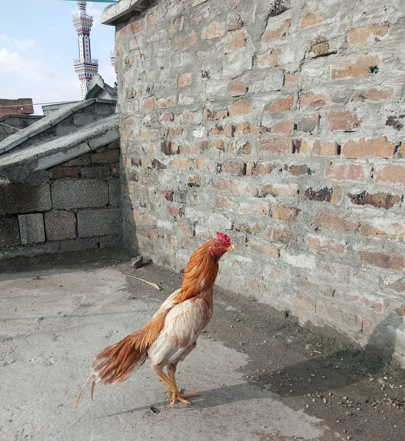 Aseel sontol breed bird — photo 2