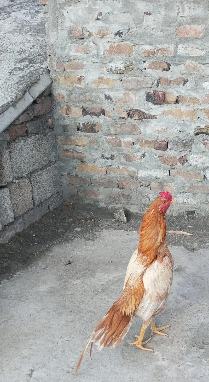 Aseel sontol breed bird — photo 3