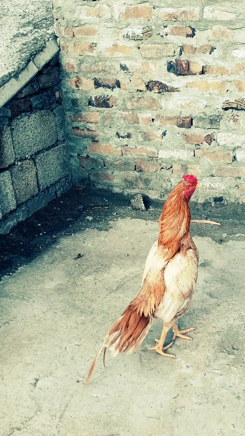 Aseel sontol breed bird — photo 4