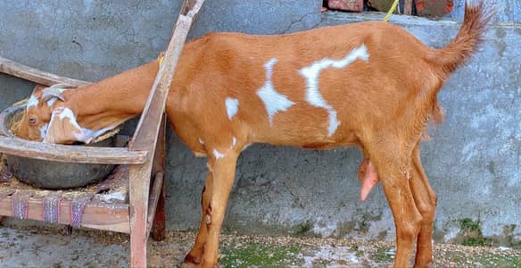 Dodh wali Gaban bakri for sale read caption  WhatsApp 03157636447