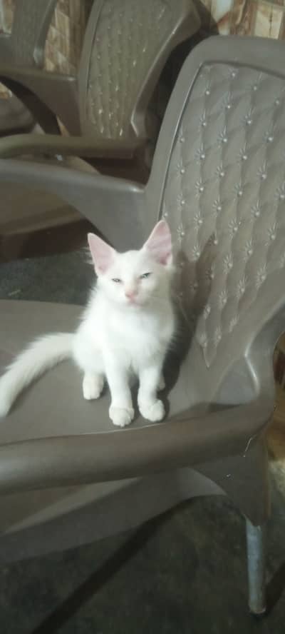 Persian cat kid Rs 18000