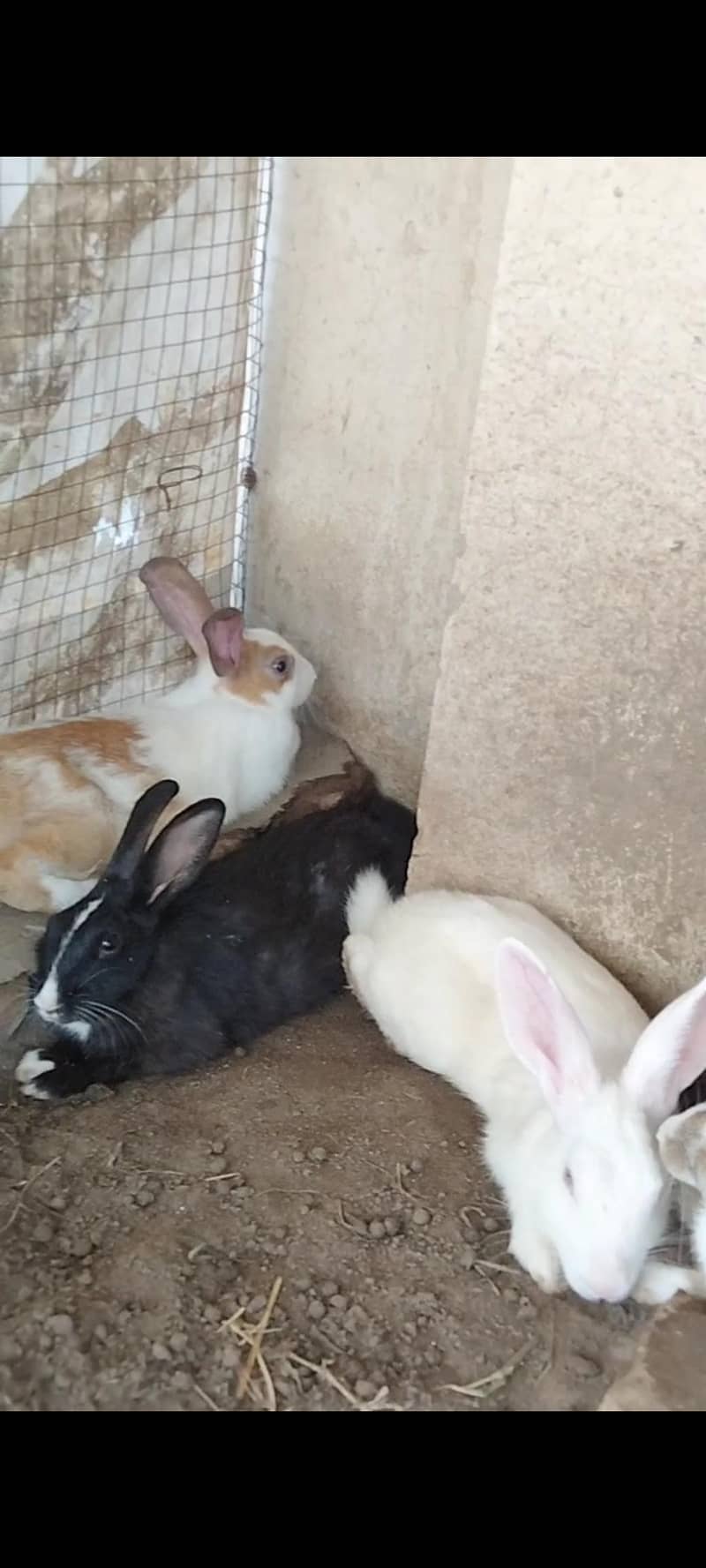 Rabbits available 2