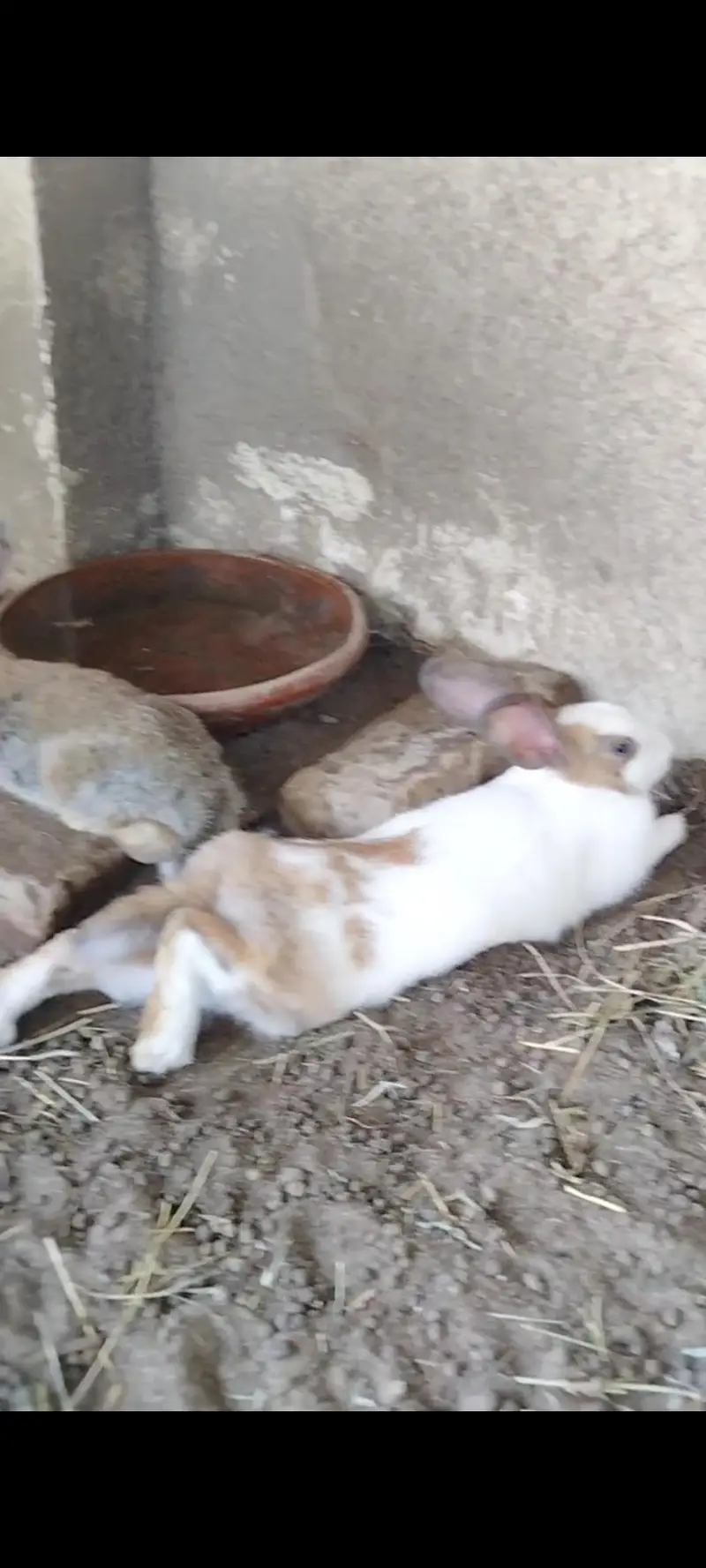 Rabbits available — photo 4