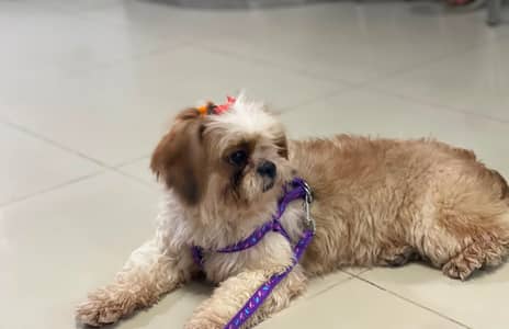 Shihtzu Male I Female I puppies