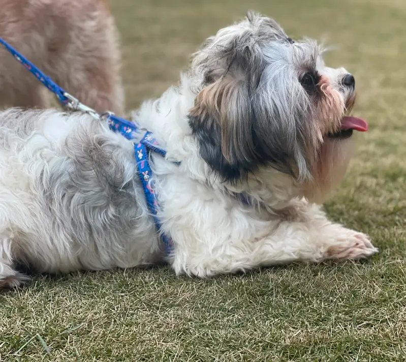 Shihtzu Male I Female I puppies — photo 2