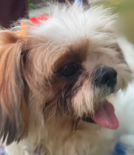 Shihtzu Male I Female I puppies — photo 3