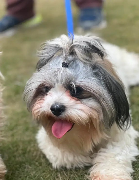 Shihtzu Male I Female I puppies — photo 4