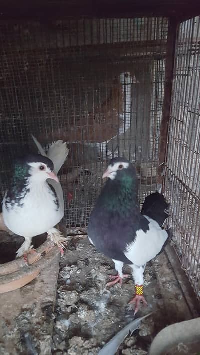 sherazi pigeon