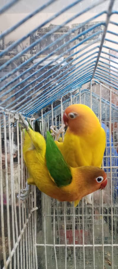 love birds with cage for sale