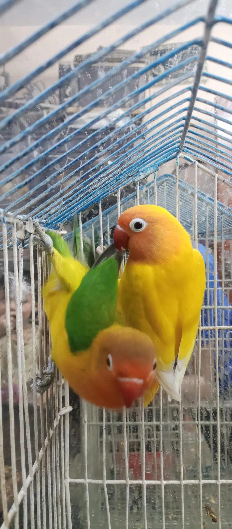 love birds with cage for sale — photo 2