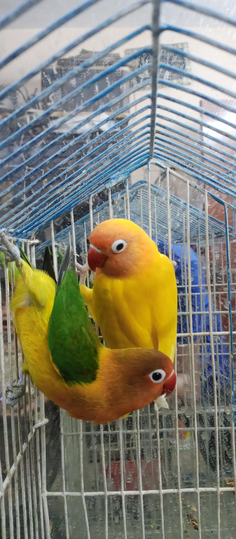 love birds with cage for sale — photo 3