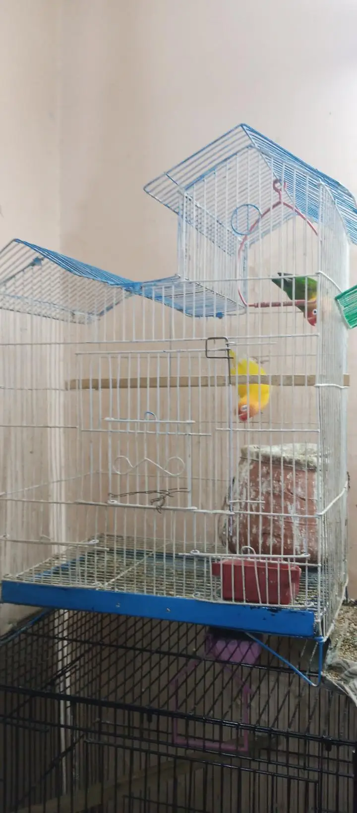 love birds with cage for sale — photo 4
