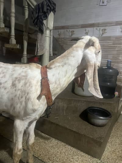 Makhi cheena Bakra