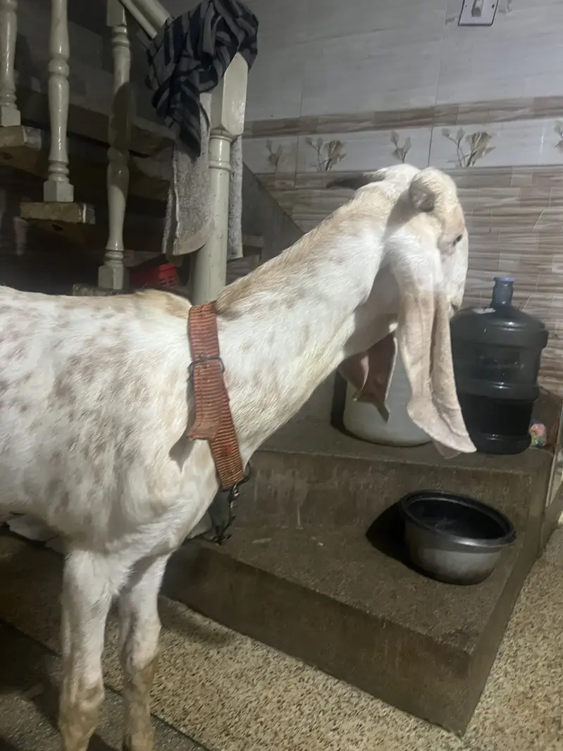 Makhi cheena khasi bakra