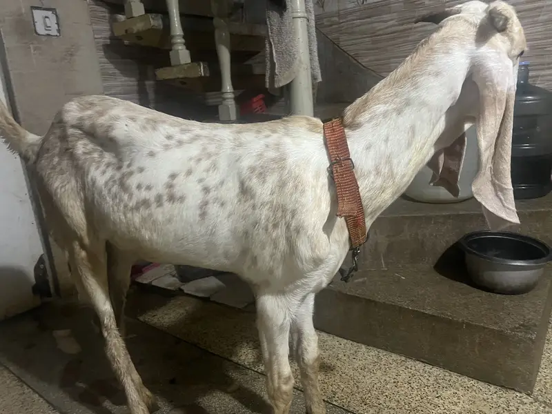 Makhi cheena khasi bakra — photo 2