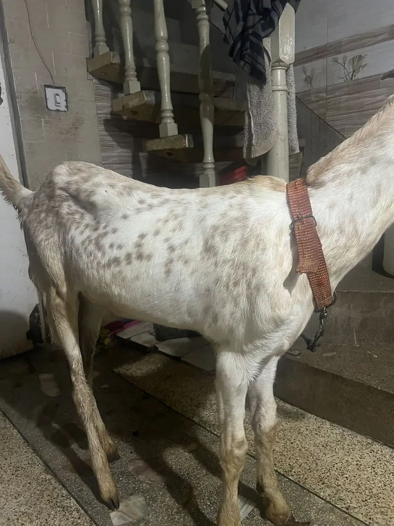 Makhi cheena khasi bakra — photo 3