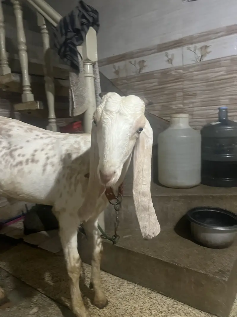 Makhi cheena khasi bakra — photo 5