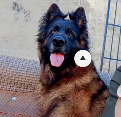 Extreme Quality Pedigree Female King Zarco Daughter