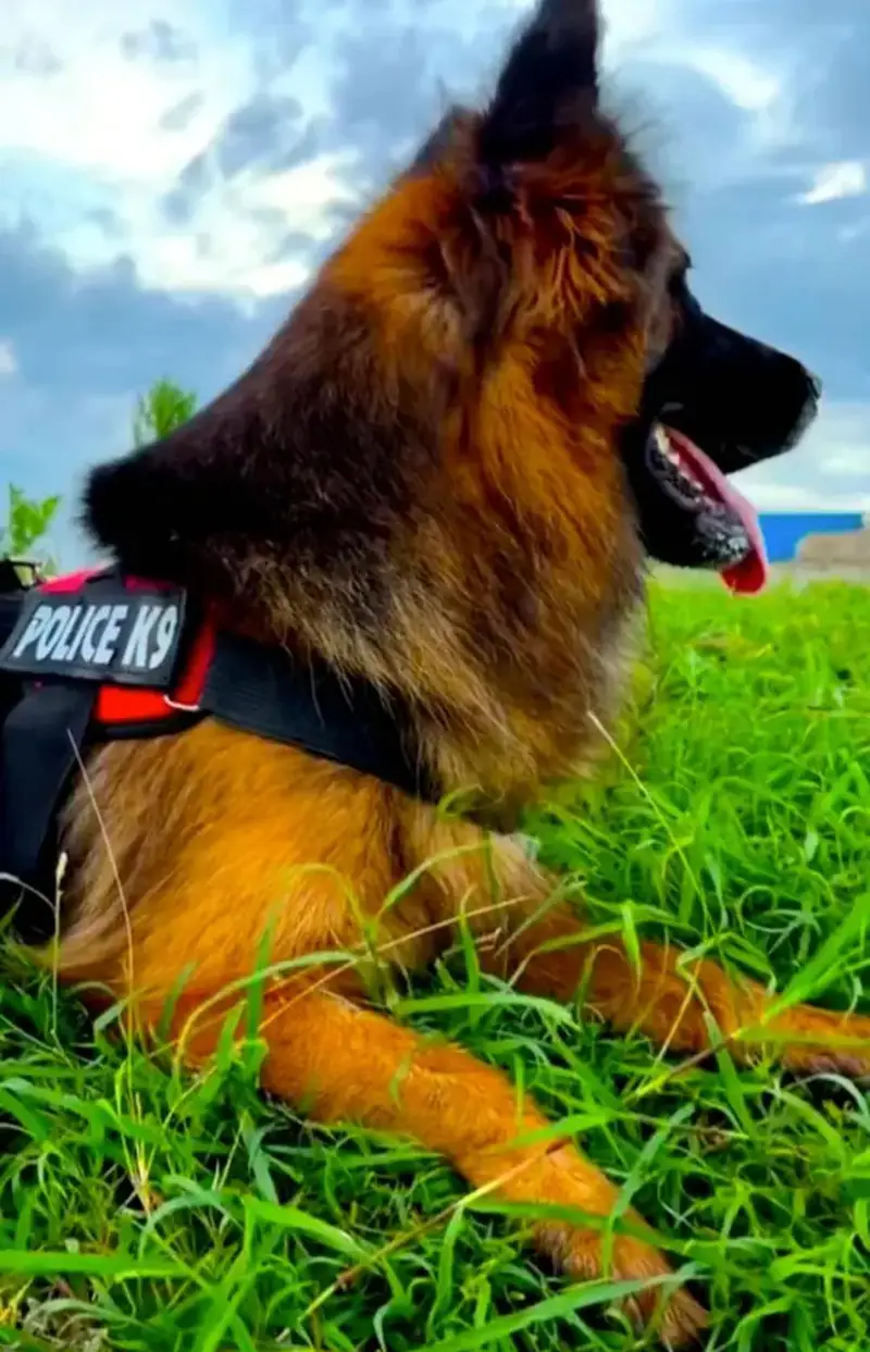Extreme Quality Pedigree Female King Zarco Daughter — photo 3