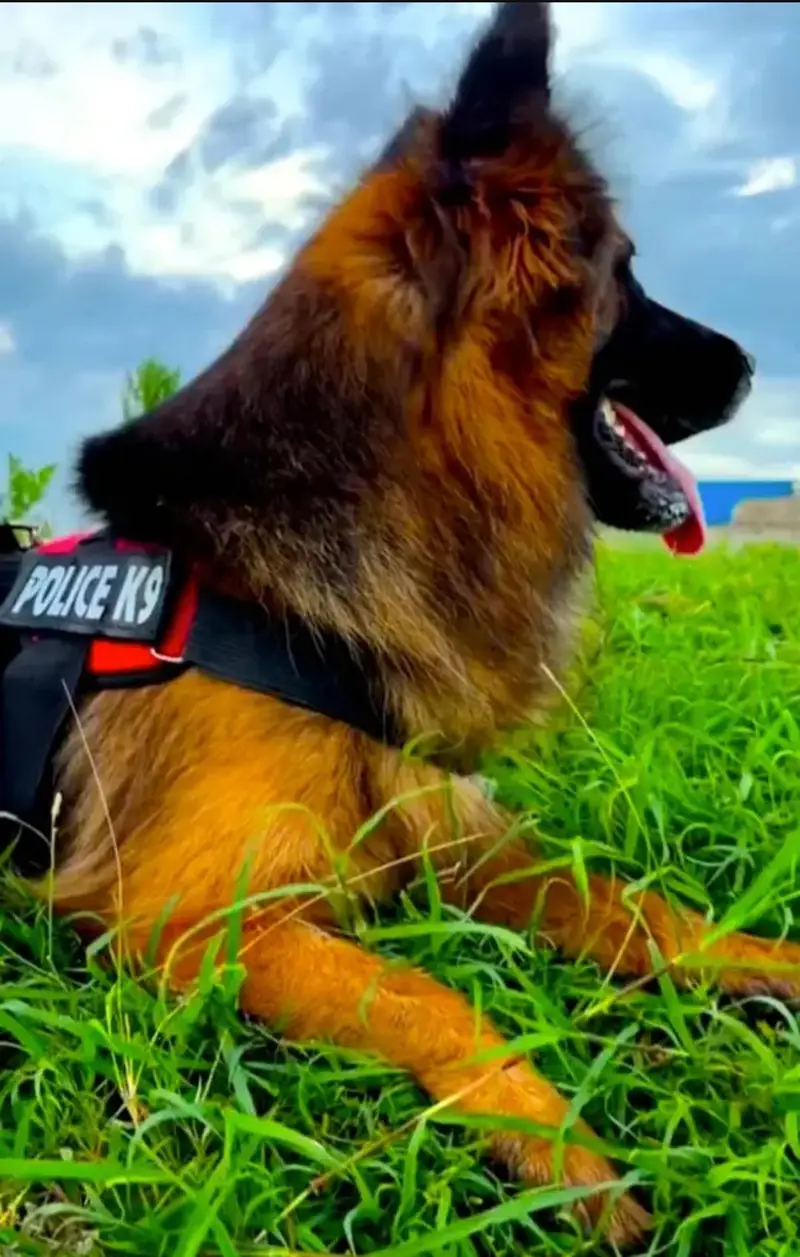 Extreme Quality Pedigree Female King Zarco Daughter — photo 4
