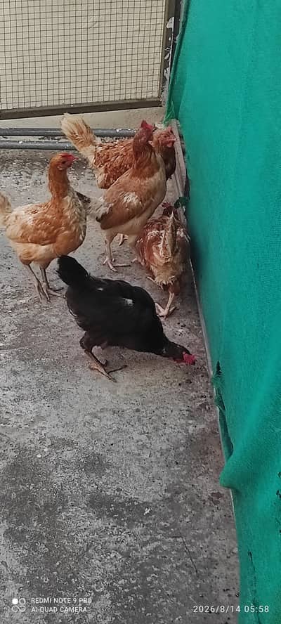 3 norman brown, 3 golden desi for sale (03115299236)
