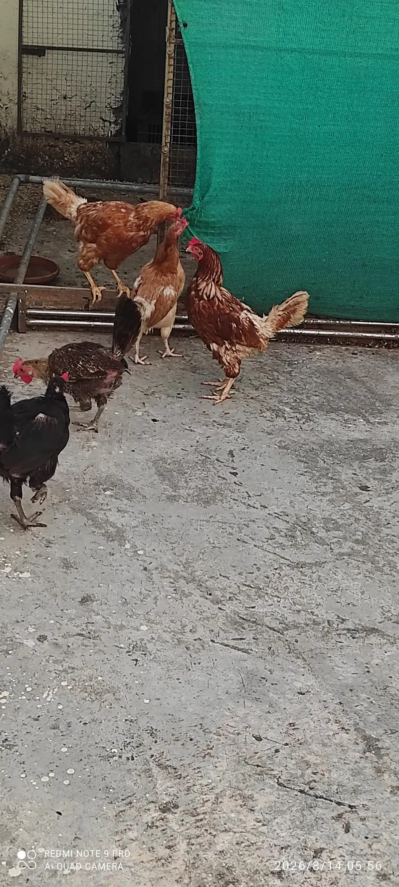 3 norman brown, 3 golden desi for sale (03115299236) — photo 2