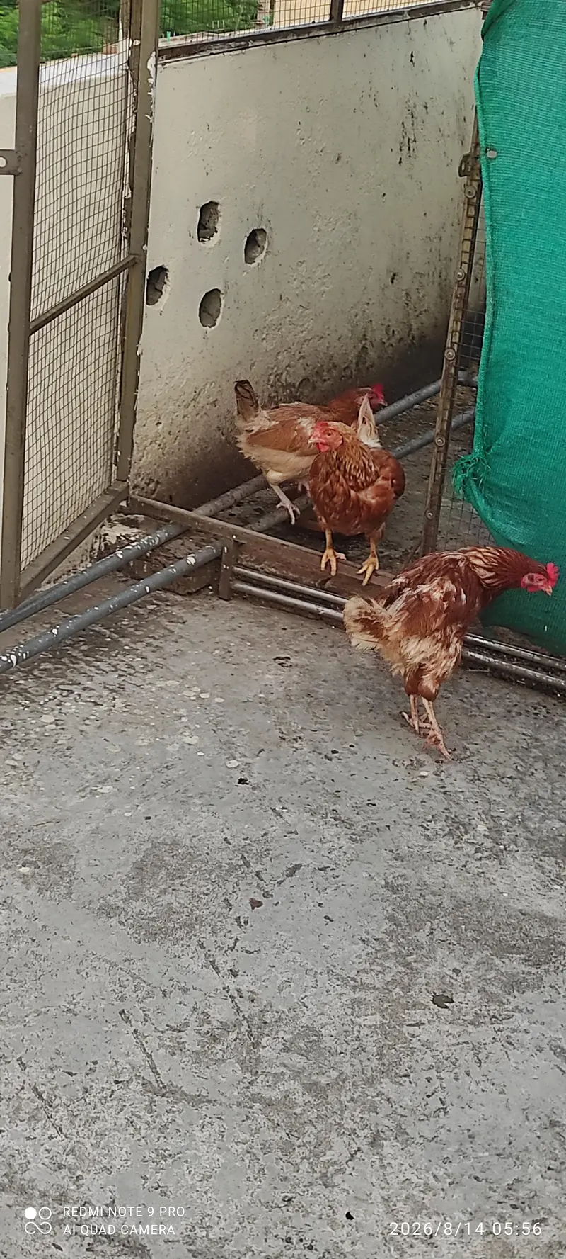 3 norman brown, 3 golden desi for sale (03115299236) — photo 3