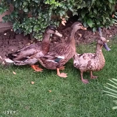 Quality Trio Ducks