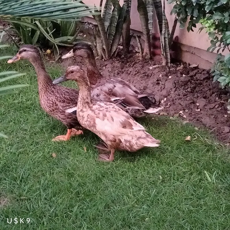 Quality Trio Ducks — photo 2