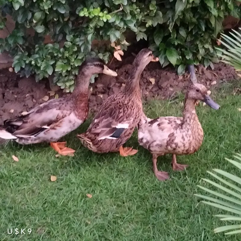 Quality Trio Ducks — photo 3