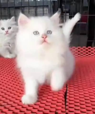 (Persian female kitten) (for sale all) (Pakistan delivery available)