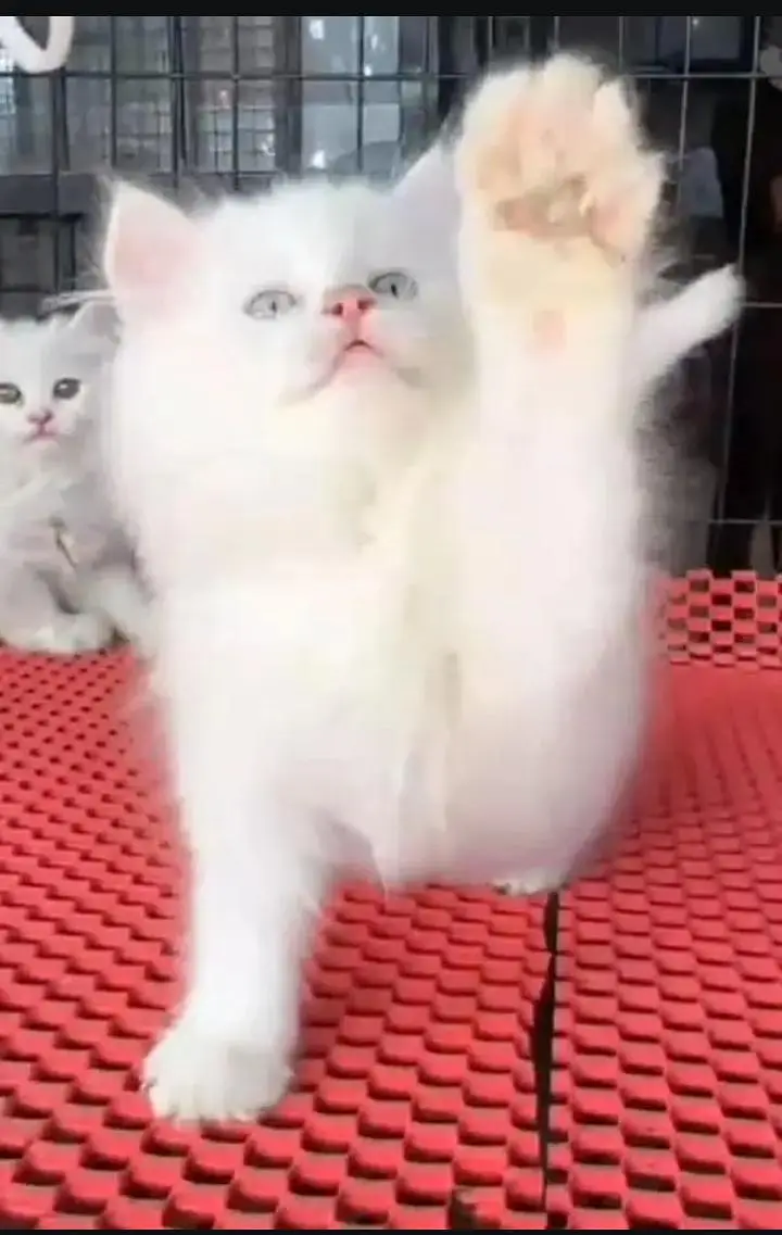 (Persian female kitten) (for sale all) (Pakistan delivery available) — photo 2