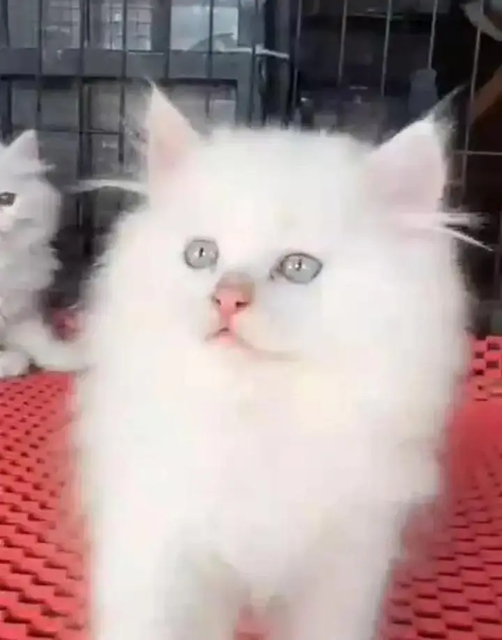 (Persian female kitten) (for sale all) (Pakistan delivery available) — photo 3