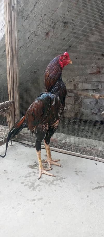 Top Aseel Male Available