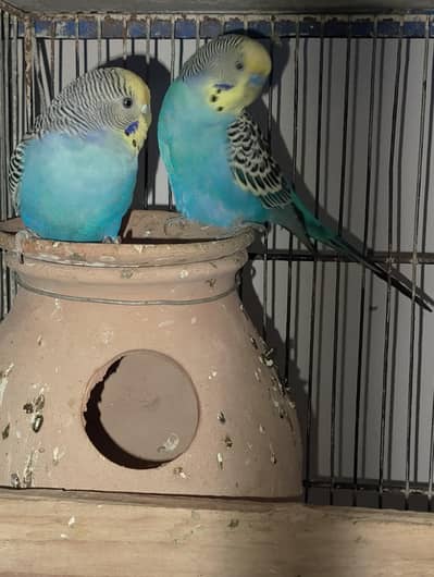 low flying galwa pigeon and budgies
