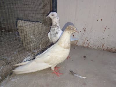 low flying galwa pigeon and budgies