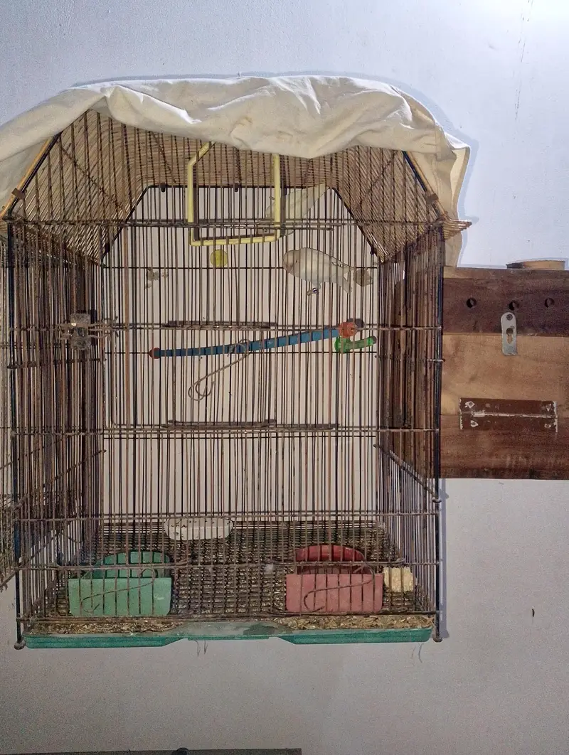 low flying galwa pigeon and budgies — photo 4