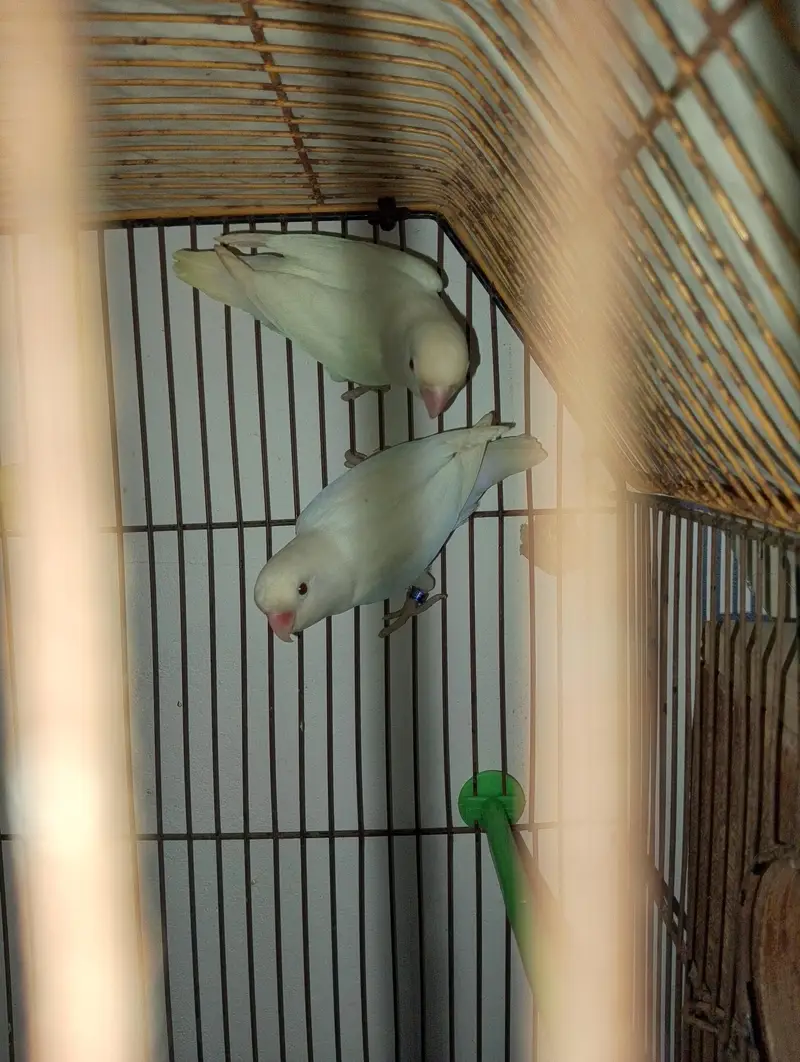 low flying galwa pigeon and budgies — photo 5