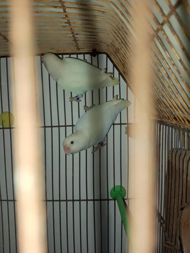 low flying galwa pigeon and budgies — photo 8