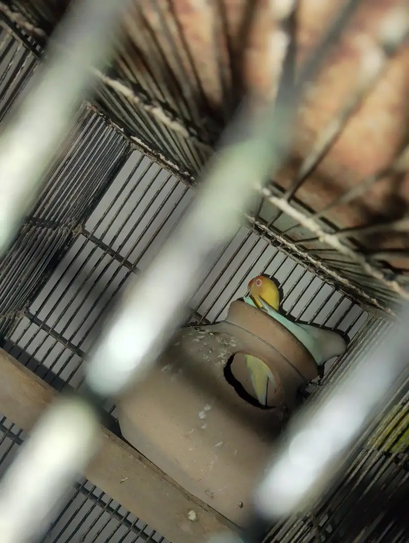 low flying galwa pigeon and budgies — photo 9