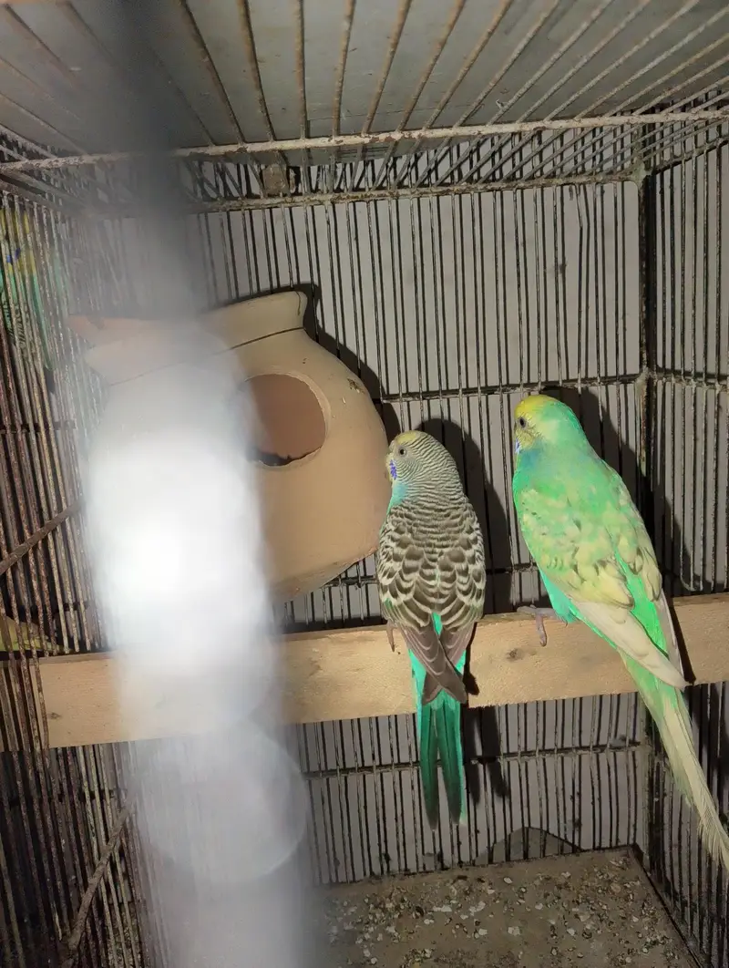 low flying galwa pigeon and budgies — photo 10