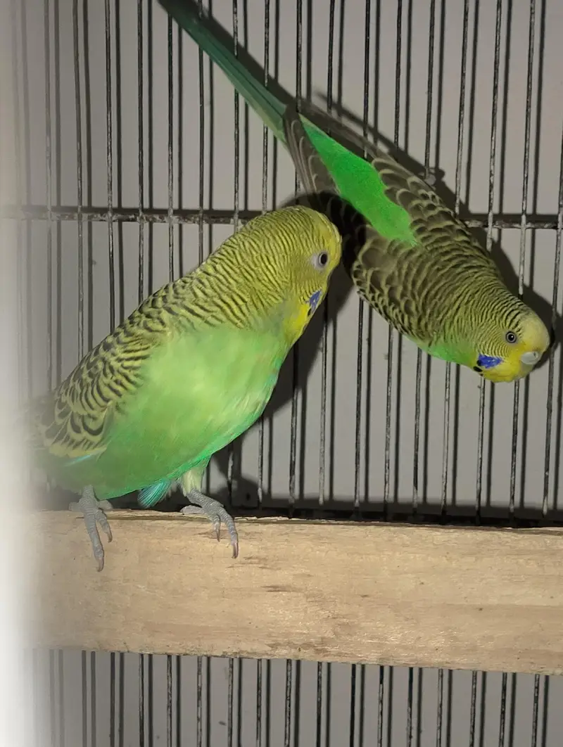 low flying galwa pigeon and budgies — photo 11