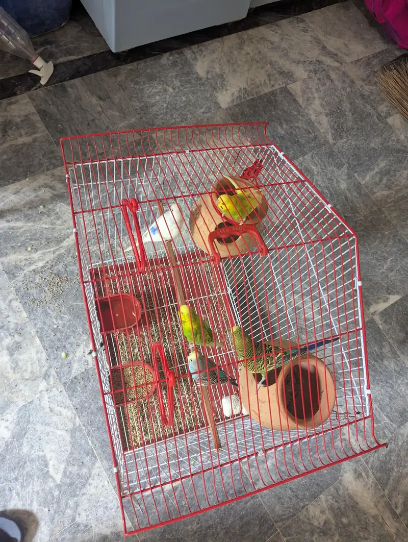 full setup for sell big size cage new condition — photo 2