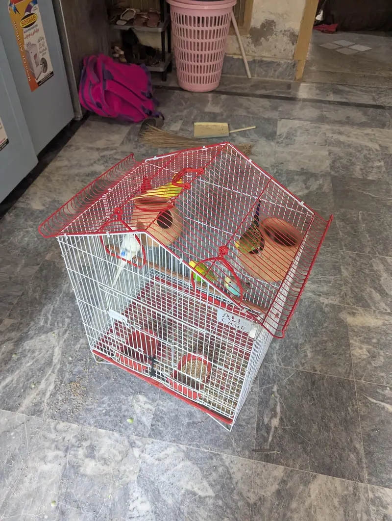 full setup for sell big size cage new condition — photo 3