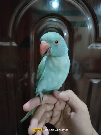 blue turquoise opaline ringneck parrot/ chick